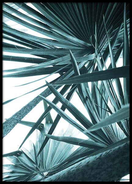 Bismarck Palm No1 Poster in the group Prints / Photographs at Desenio AB (10128)