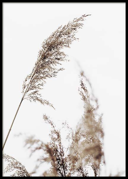 Grass Poster in the group Prints / Photographs at Desenio AB (10180)