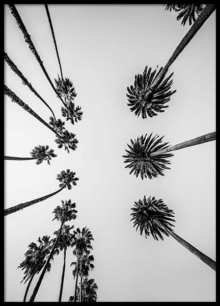 Palm Trees Above Poster in the group Prints / Black & white at Desenio AB (10234)