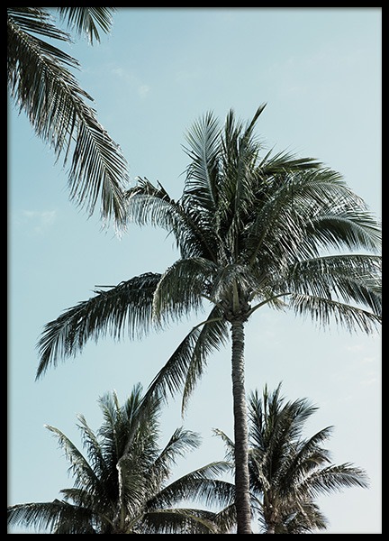 Tropical Palms No1 Poster in the group Prints / Nature / Tropical at Desenio AB (10958)
