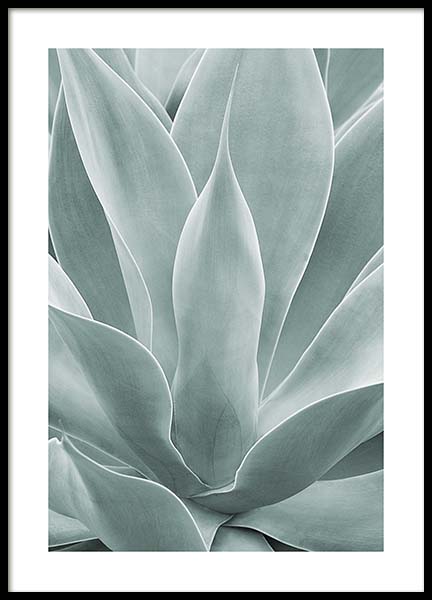 Agave Leaves No1 Poster in the group Prints / Photographs at Desenio AB (11659)