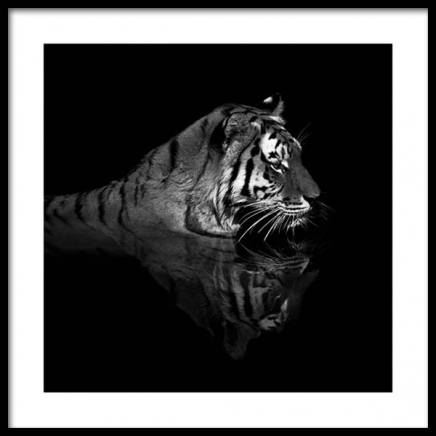 Tiger in Water Poster in the group Prints / Photographs at Desenio AB (11688)