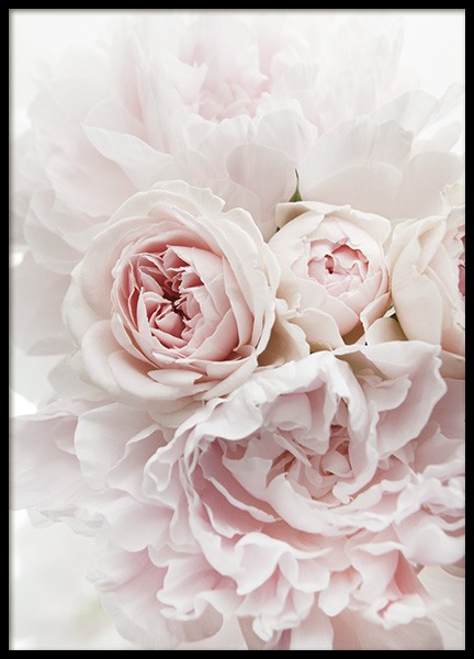 Peonies and Roses Poster in the group Prints / Photographs at Desenio AB (11791)