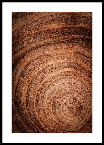Growth Rings Poster in the group Prints / Nature at Desenio AB (11873)