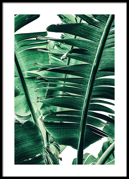 Banana Palm Leaves No1 Poster in the group Prints / Photographs at Desenio AB (12052)