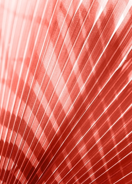 Coral Palm Leaf Poster in the group Prints / Sizes / 50x70cm | 20x28 at Desenio AB (12239)