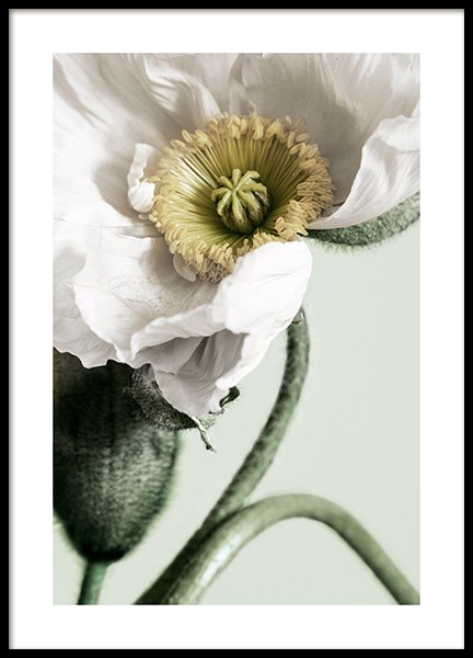 White Poppy Close Up Poster in the group Prints / Photographs at Desenio AB (12319)
