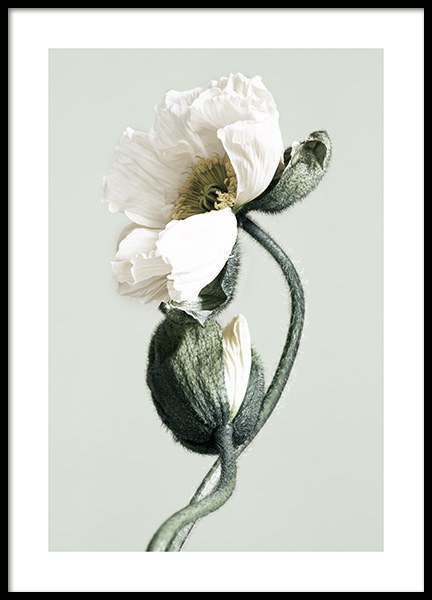 Blooming White Poppies Poster in the group Prints / Photographs at Desenio AB (12321)