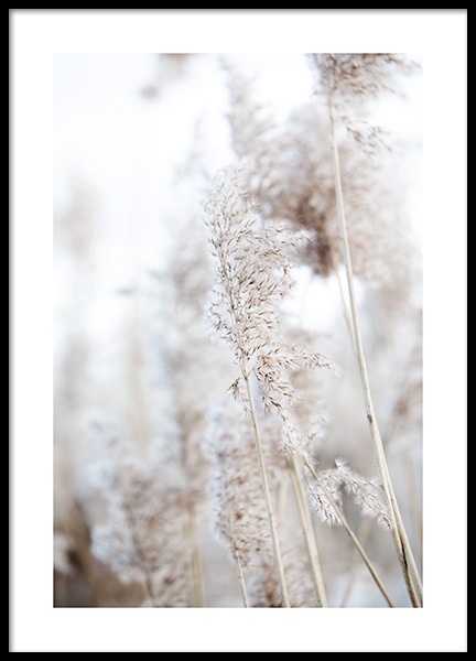 In the Reeds No1 Poster in the group Prints / Photographs at Desenio AB (12423)