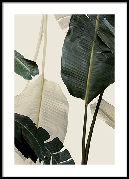 Banana Leaf Shades No1 Poster in the group Prints / Photographs at Desenio AB (12585)