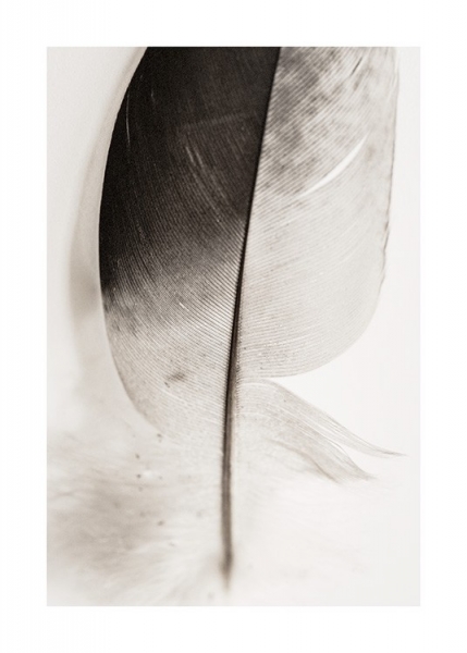 Lost Feather Poster in the group Prints / Photographs at Desenio AB (12982)