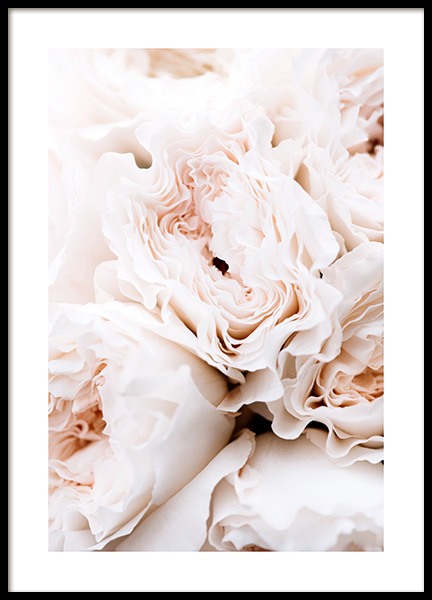 Blossoming Roses Poster in the group Prints / Photographs at Desenio AB (12995)