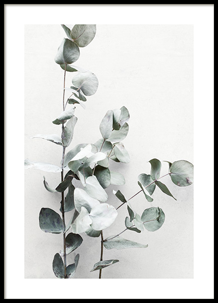 Eucalyptus Twigs No1 Poster in the group Prints / Photographs at Desenio AB (13010)