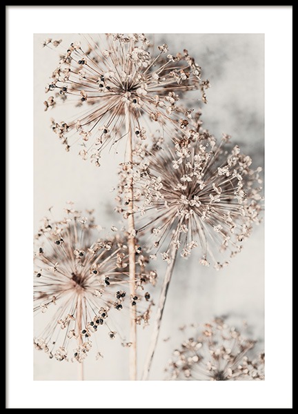 Autumn Allium Poster in the group Prints / Botanical at Desenio AB (13421)