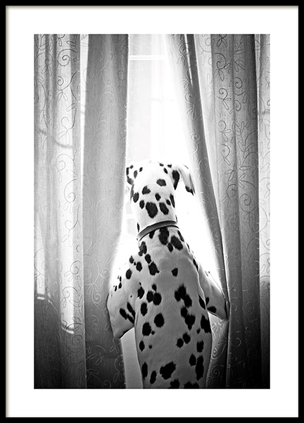 Dog in Window Poster in the group Prints / Animals / Pets at Desenio AB (13593)