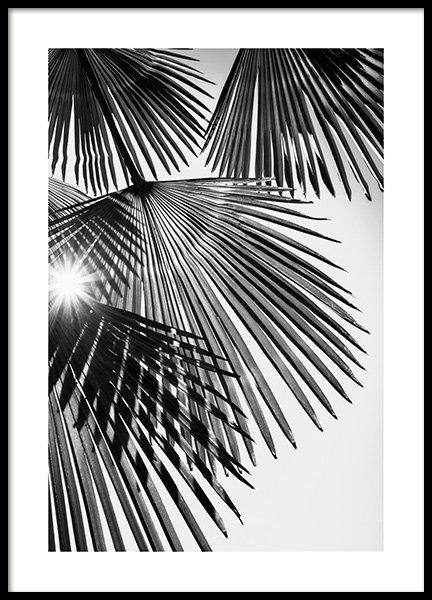 Sunlight Through Palm Leaves Poster in the group Prints / Botanical / Palms at Desenio AB (14574)