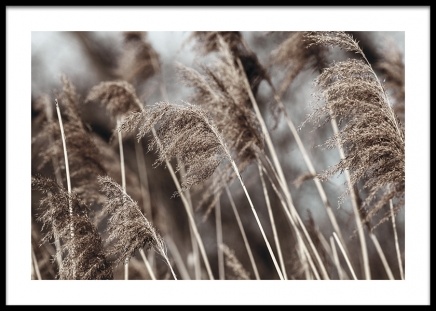 Dried Field Poster in the group Prints / Photographs at Desenio AB (14906)