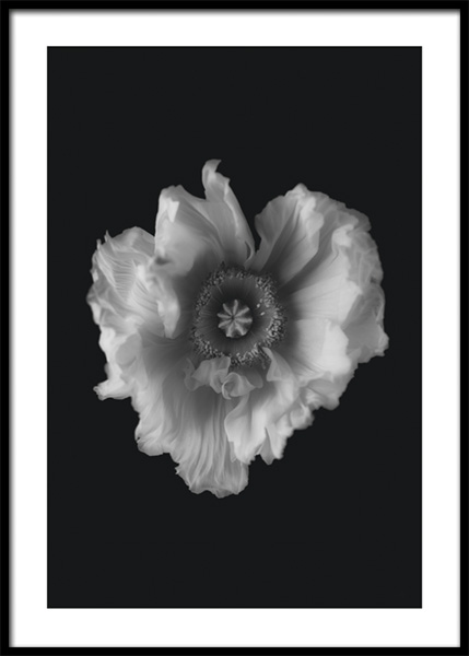 Poppy in Mono Poster in the group Prints / Botanical / Flowers at Desenio AB (14931)