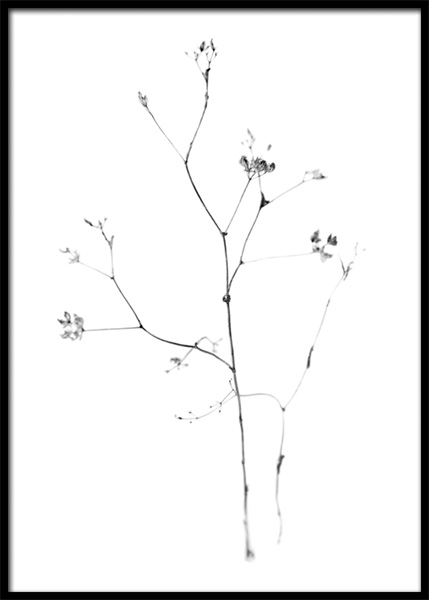 Fragile Flower Poster in the group Prints / Photographs / Black & white photography at Desenio AB (14933)