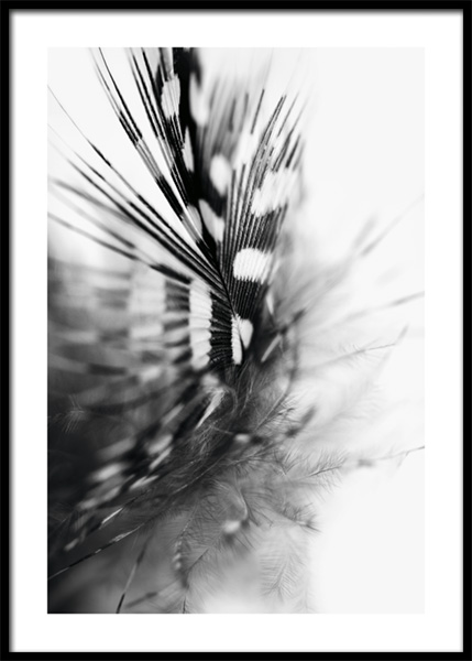 Spotted Feather Poster in the group Prints / Photographs / Black & white photography at Desenio AB (14936)