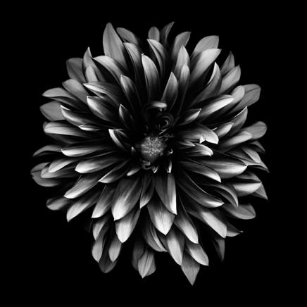 Dahlia Poster in the group Prints / Black & white at Desenio AB (2574)