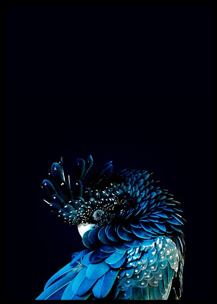 Blue Cockatoo Poster in the group Prints / Photographs at Desenio AB (2730)