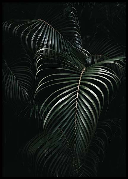 Dark Green Palm Leaves No1 Poster in the group Prints / Photographs at Desenio AB (3772)