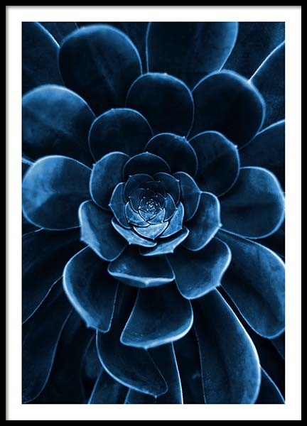 Blue Succulent Poster in the group Prints / Photographs at Desenio AB (3826)