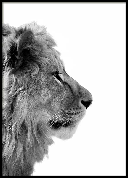 Lion From Side Poster in the group Prints / Black & white at Desenio AB (3892)