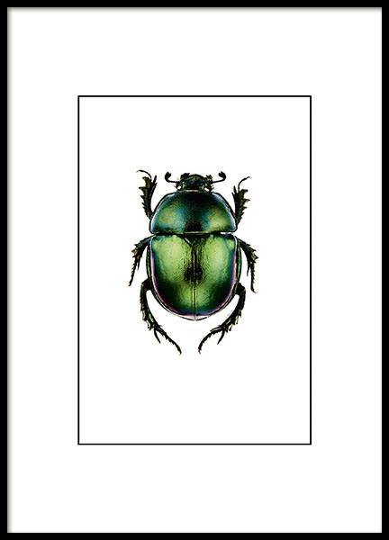 Posters and prints with insects, a small print with beetles, in green