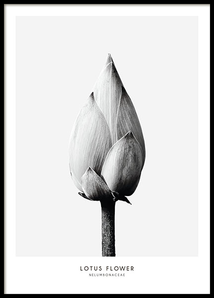 Botanical prints and black and white photo art, minimalist interior design