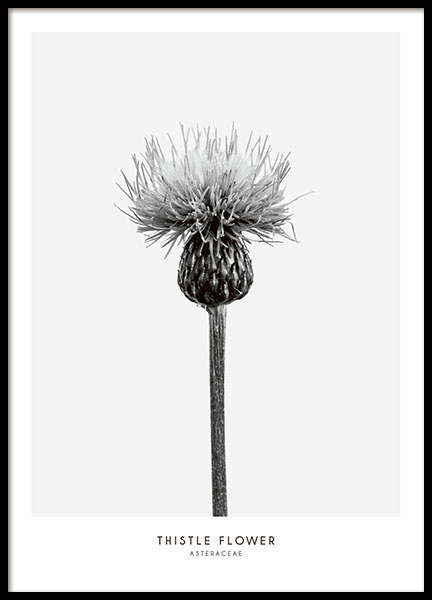 Thistle Flower, Print in the group Prints / Black & white at Desenio AB (7937)