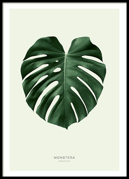 Botanical posters and prints of monstera leaf, in colour