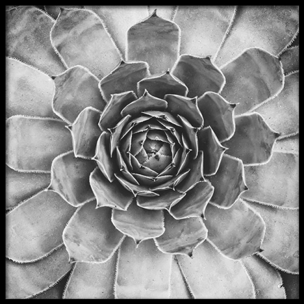 B&W Cactus Plant, Posters in the group Prints / Black & white at Desenio AB (8583)