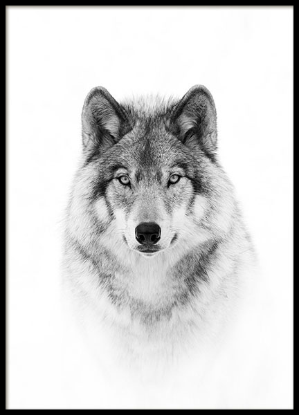 Wolf Poster in the group Prints / Black & white at Desenio AB (8693)