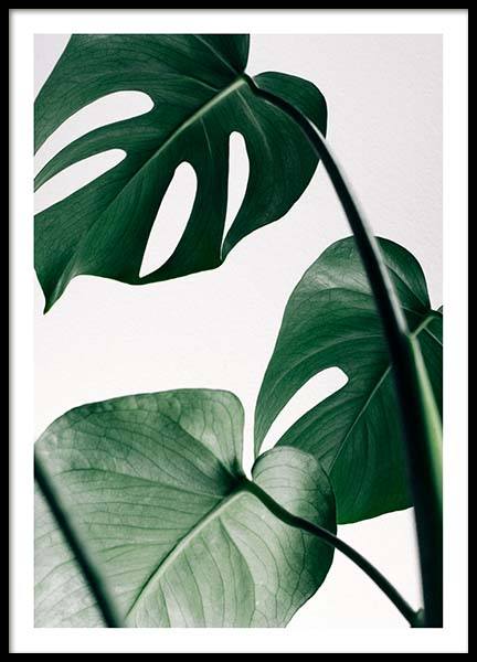 Monstera Three Poster in the group Prints / Photographs at Desenio AB (8722)