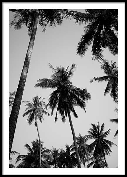 Palms Above Poster in the group Prints / Black & white at Desenio AB (8964)