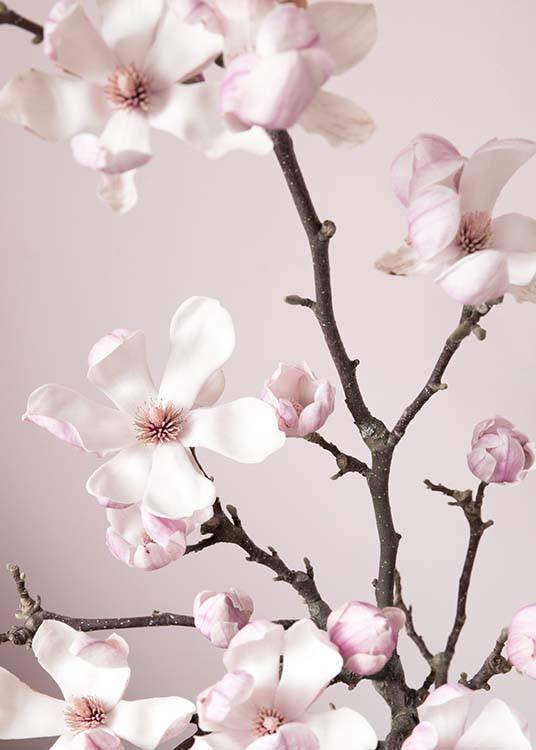 Pink Spring Flower Poster / Photographs at Desenio AB (10213)