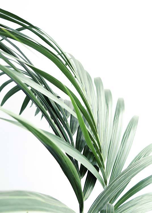 Palm Tree Leaves Close Up Poster / Photographs at Desenio AB (10244)