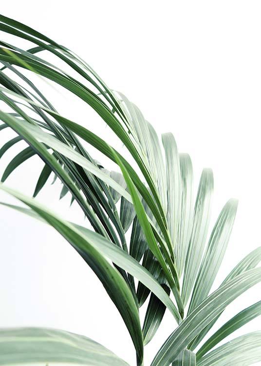 Palm Tree Leaves Close Up Poster