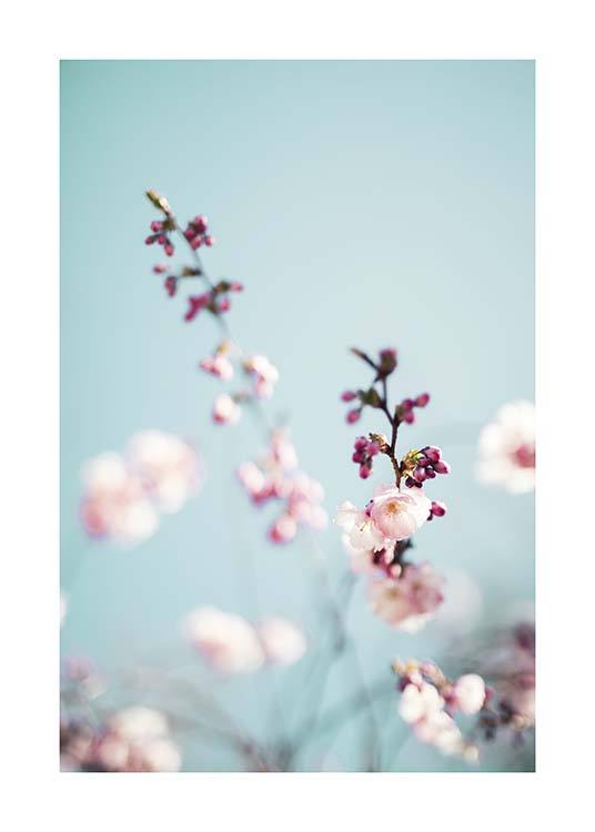 Cherry Blossom No2 Poster / Photographs at Desenio AB (10427)