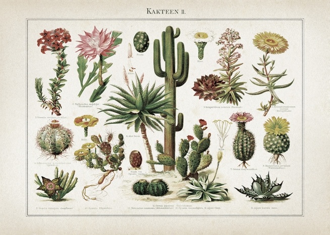 Vintage Print Collection No6 Poster