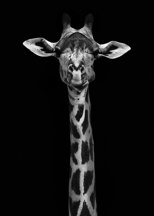 Giraffe on Black Poster
