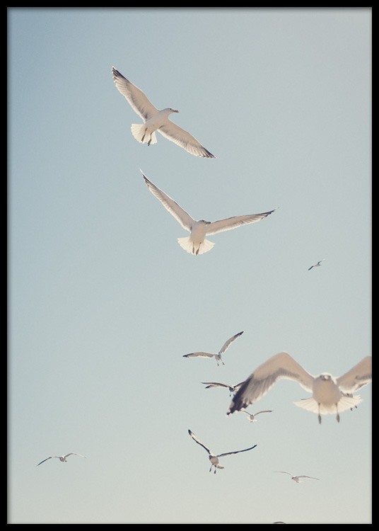  - Beautiful photo poster with screeching seagulls and a clear blue sky