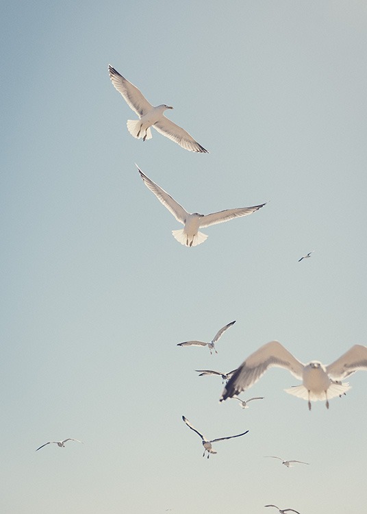  - Beautiful photo poster with screeching seagulls and a clear blue sky