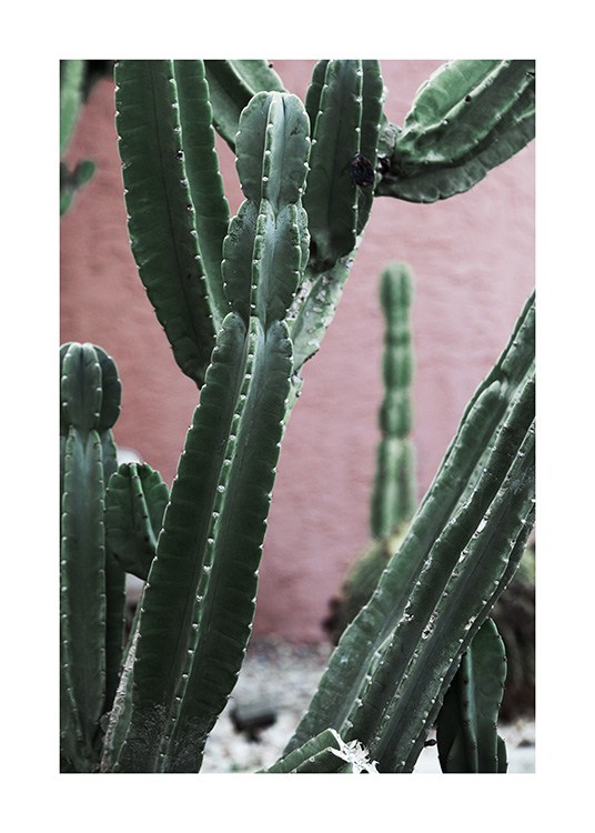 Pink and Green Cactus Poster