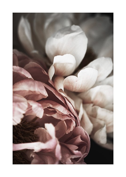 Pink and White Peony Poster / Photographs at Desenio AB (10989)