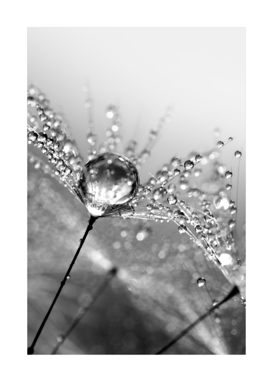 Dandelion Dew Poster