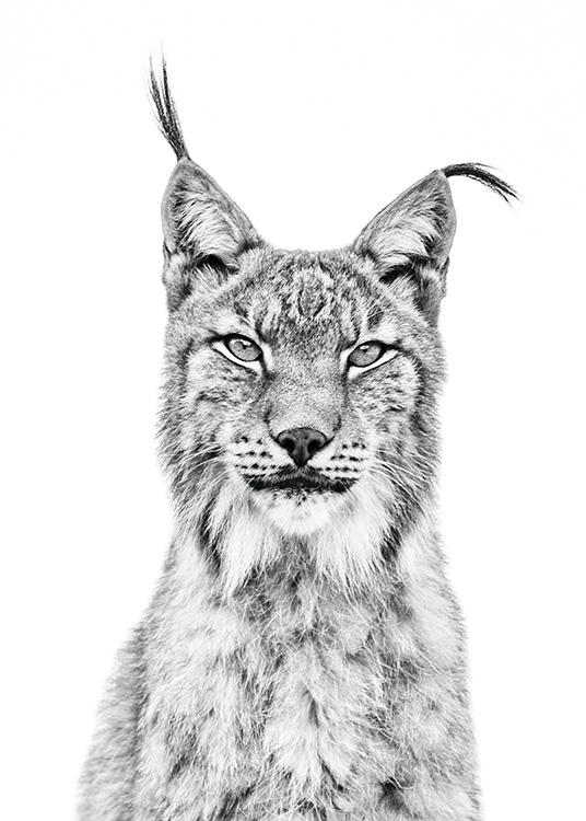  - Impressive black and white animal poster with a lynx portrait.