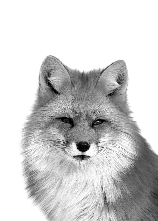  - Black and white animal poster with a fox portrait.